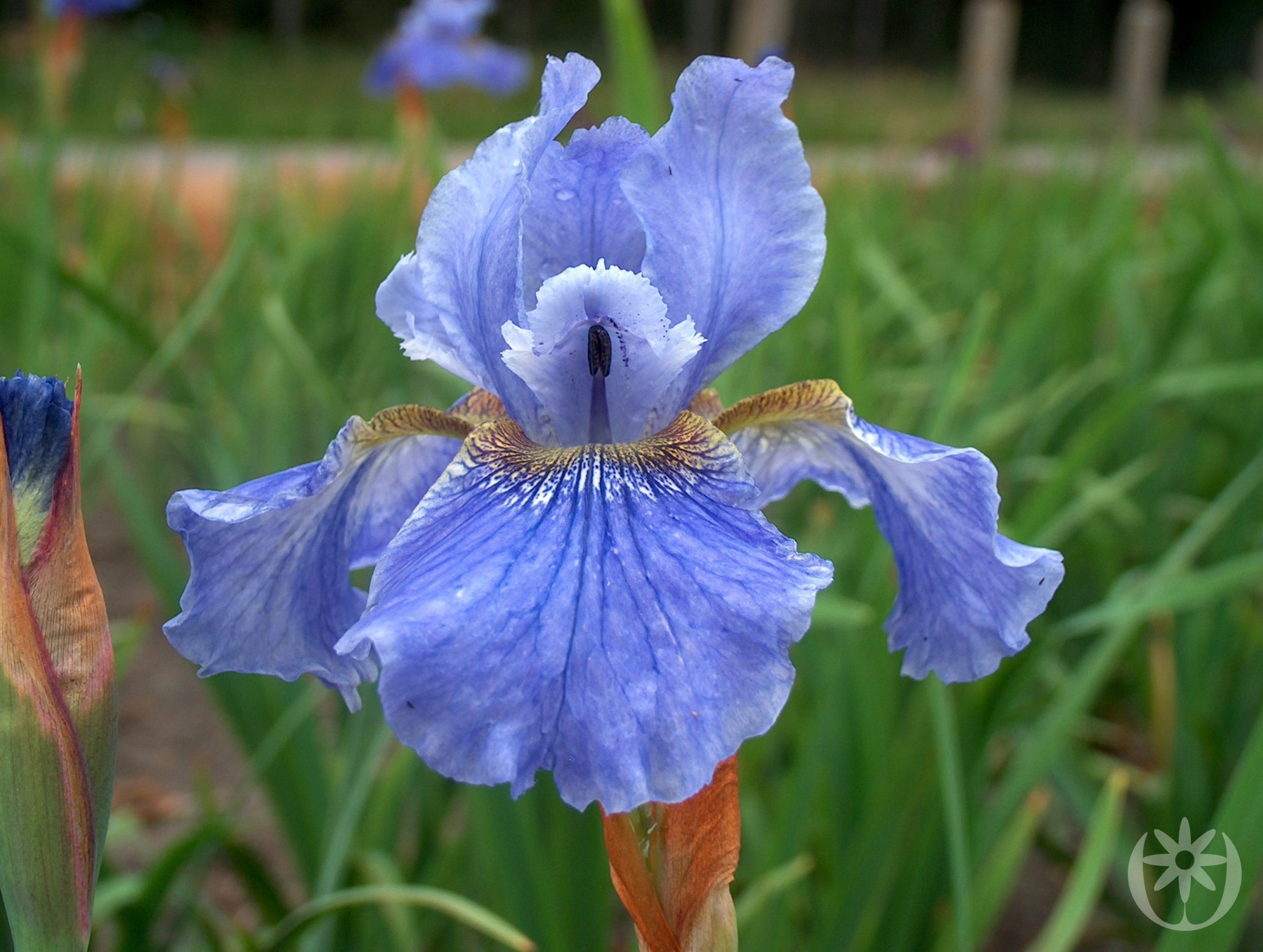 Iris sibirica 'Welcome Return'
